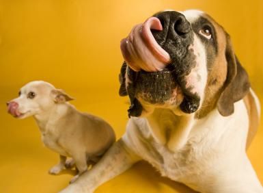 Why Do Dogs Lick There Lips When They See Food Why Do Dogs Lick There Lips When They See Food