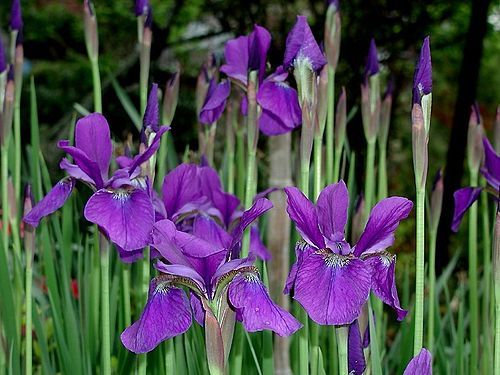 Tera おしゃれまとめの人気アイデア Pinterest Luc Cuijpers アヤメ アイリスの花 誕生月の花 Tera おしゃれまとめの人気アイデア Pinterest Luc Cuijpers アヤメ アイリスの花 誕生月の花