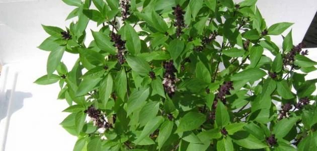 ما هي عشبة الياس Holy Basil Healing Herbs Herbalism