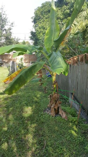 Ice cream banana tree for sale