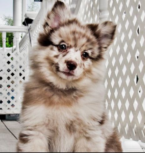pomeranian x australian shepherd 18 besten pom pom bilder auf zwergspitz haustiere und hunde pomeranian x australian shepherd 18 besten pom pom bilder auf zwergspitz haustiere und hunde