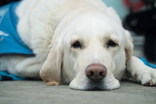 Labrador Temperament The Best Labradorfullygrown