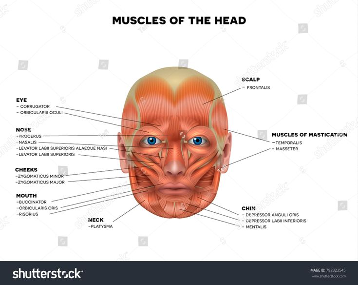 Muscles Face Name Each Muscle Detailed Stock Illustration 792323545