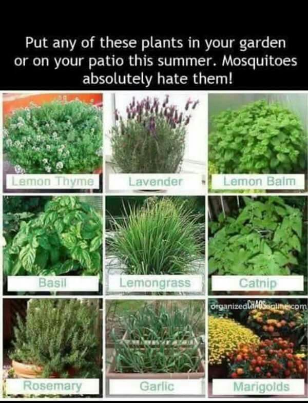 Best 25 Mosquitoes Ideas On Garden Bug Spray Supposedly These Plants Are Mosquitoes Worst Enemies Plant In Your Garden Or Put Them Pots On Patio And Remain Mosquito Free All Summer By