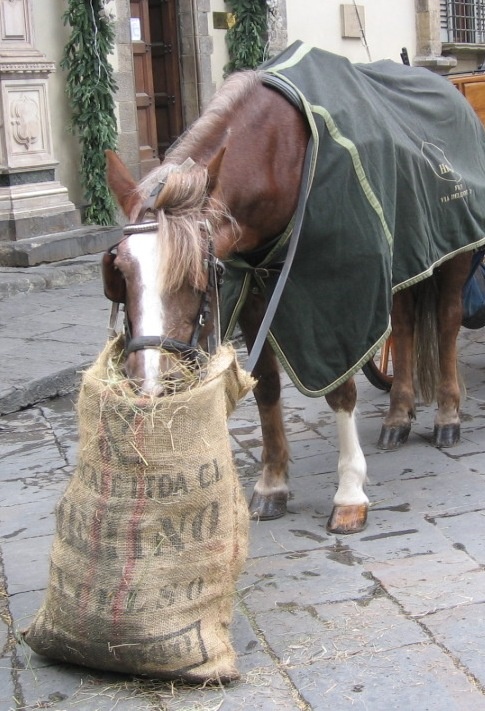 Horse Eating From Feed Bag Horsing Around Pinterest And Horse Eating From Feed Bag Horsing Around Pinterest And Animal