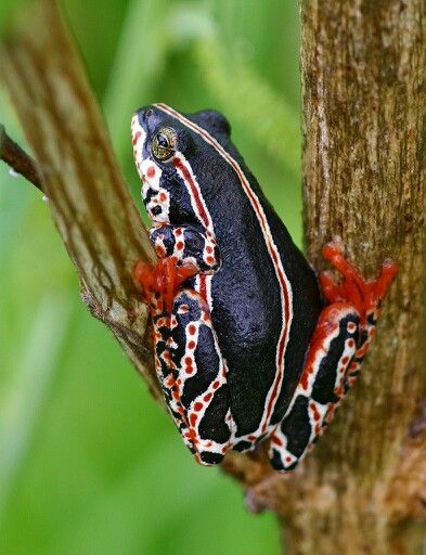 Primas africanas: las Mantellas y otras allegadas Ed0fdf63813e5f39c2d95005f5d0eb2a--amphibians-reptiles