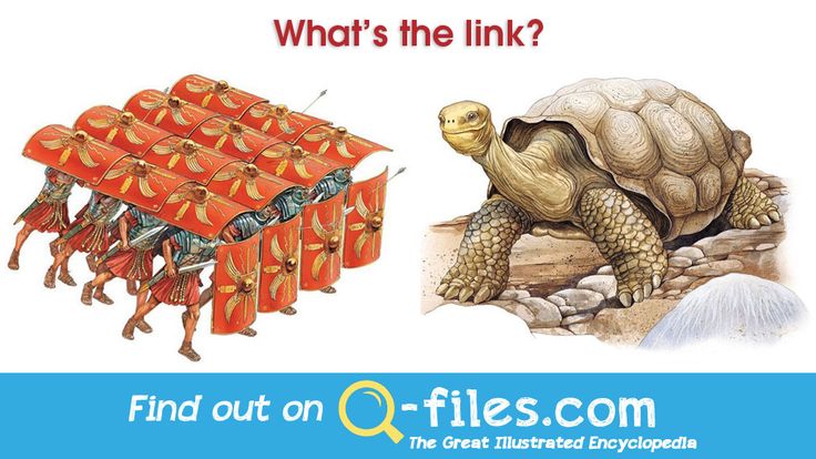 Homework help encyclopedia