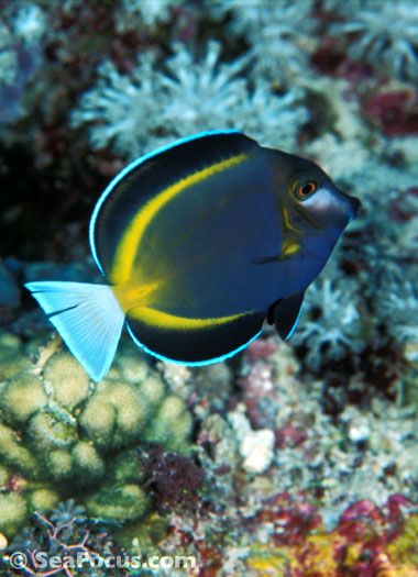 white cheeked surgeonfish acanthurus