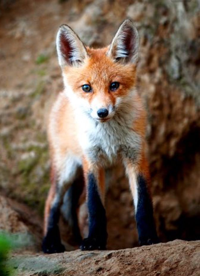 キツネ おしゃれまとめの人気アイデア Pinterest 鈴木 りか アカギツネ キツネ 動物 キツネ おしゃれまとめの人気アイデア Pinterest 鈴木 りか アカギツネ キツネ 動物