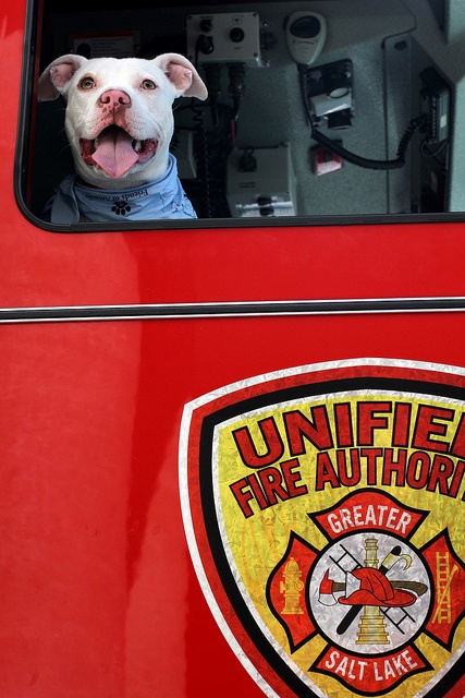 Canines in a firehouse