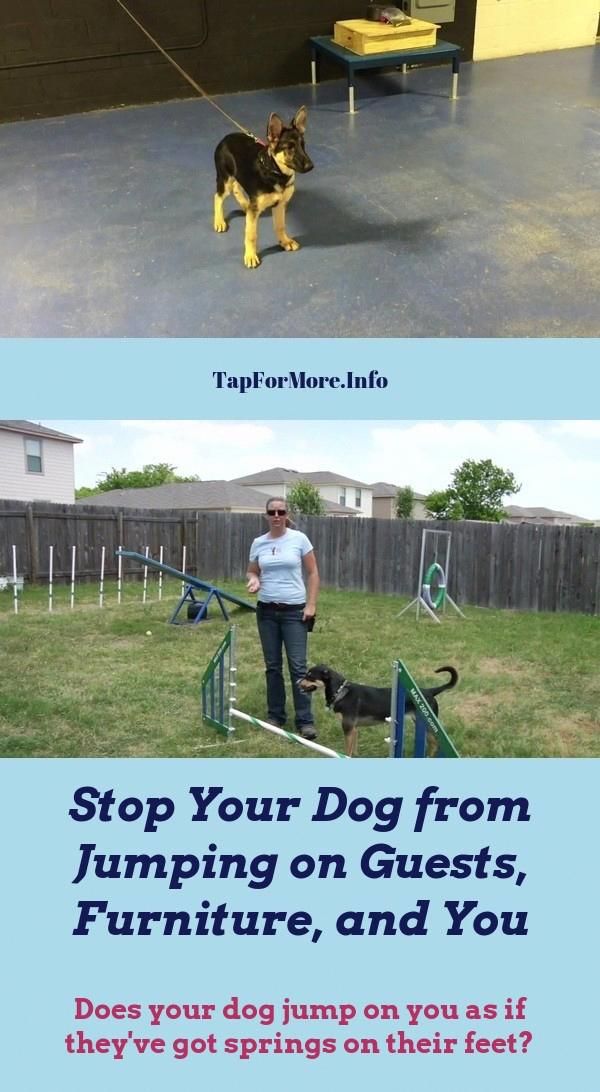 Stop Dog Jumping And Commands To Teach Your Dog Check Pin For