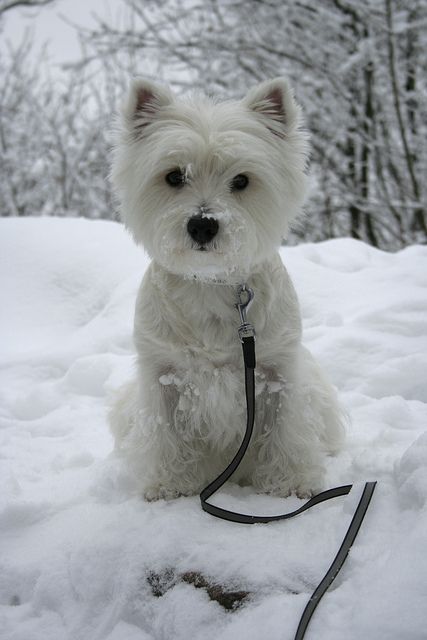 ed55ffa3e18cfd6af6166a6f97c08d78--westies-westie-dog.jpg