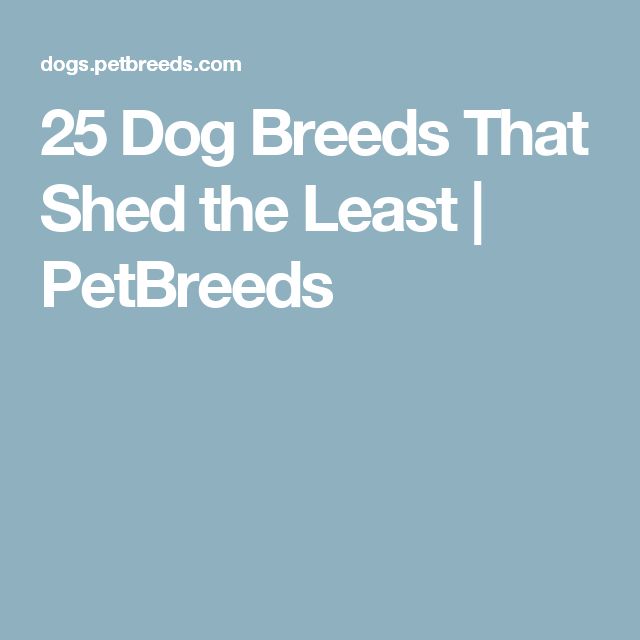 47 best Dog care resources images on Pinterest Dog care, For - lost dog poster template 47 best Dog care resources images on Pinterest Dog care, For - lost dog poster template