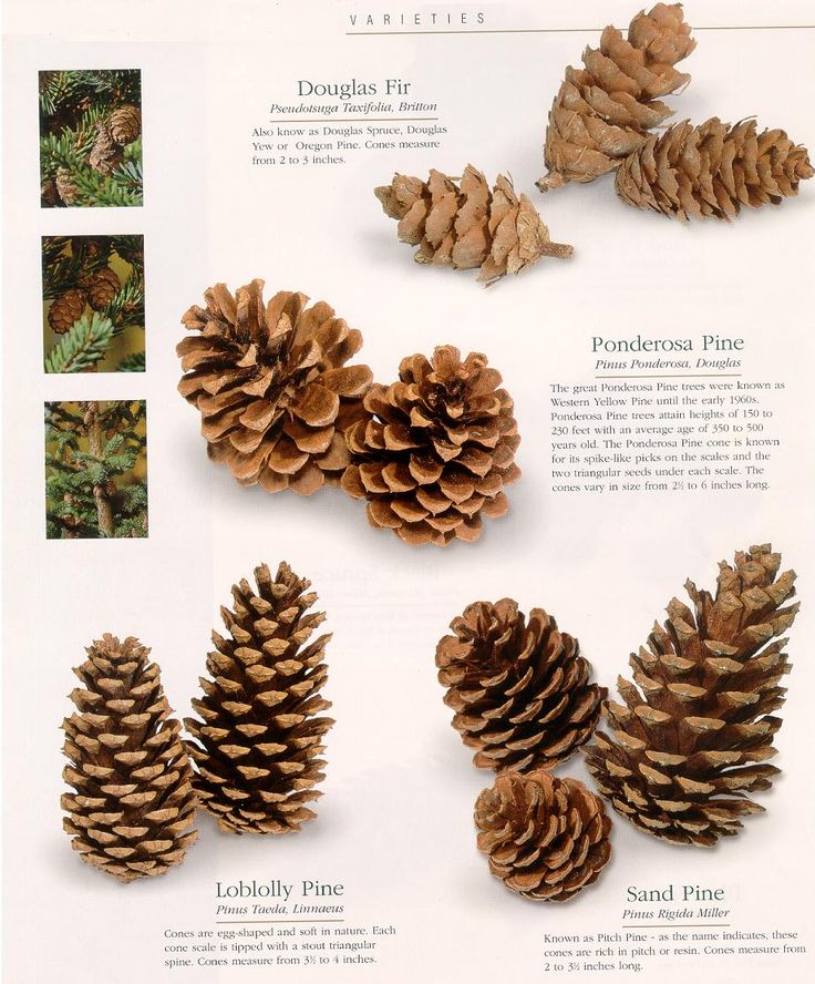 25 unique pine cone seeds ideas on pinterest pine seeds 25 unique pine cone seeds ideas on pinterest pine seeds