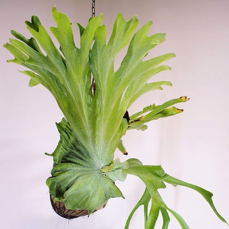 Yorihiro Suzuki On Instagram 15 10 29 巨大 うちのスペルブムは全然調子出ないなぁ ビカクシダ Platycerium Staghornfern スパーバム スペルブム Superbum 兄コレクション 植物栽培 観葉植物 グリーン Yorihiro Suzuki On Instagram 15 10 29 巨大 うちのスペルブムは全然調子出ないなぁ ビカクシダ Platycerium Staghornfern スパーバム スペルブム Superbum 兄コレクション 植物栽培 観葉植物 グリーン