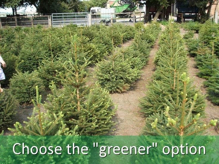 9 best christmas tree facts images on pinterest merry 9 best christmas tree facts images on pinterest merry