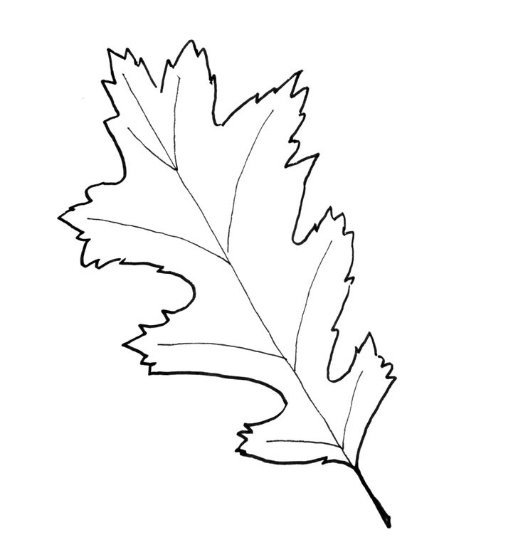 108 best leaf silhouette images on Pinterest Leaves, Botanical - leaf template for writing 108 best leaf silhouette images on Pinterest Leaves, Botanical - leaf template for writing