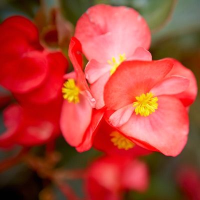 Red Flowering House Plants 20 best house plants: indoors to outdoors images on pinterest Red Flowering House Plants 20 best house plants: indoors to outdoors images on pinterest