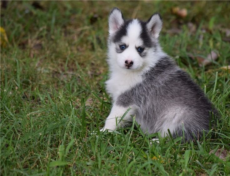 pomsky puppies for sale in utah best 10 pomsky for sale ideas on pomsky for sale pomeranian for sale pomsky puppies for sale in utah best 10 pomsky for sale ideas on pomsky for sale pomeranian for sale