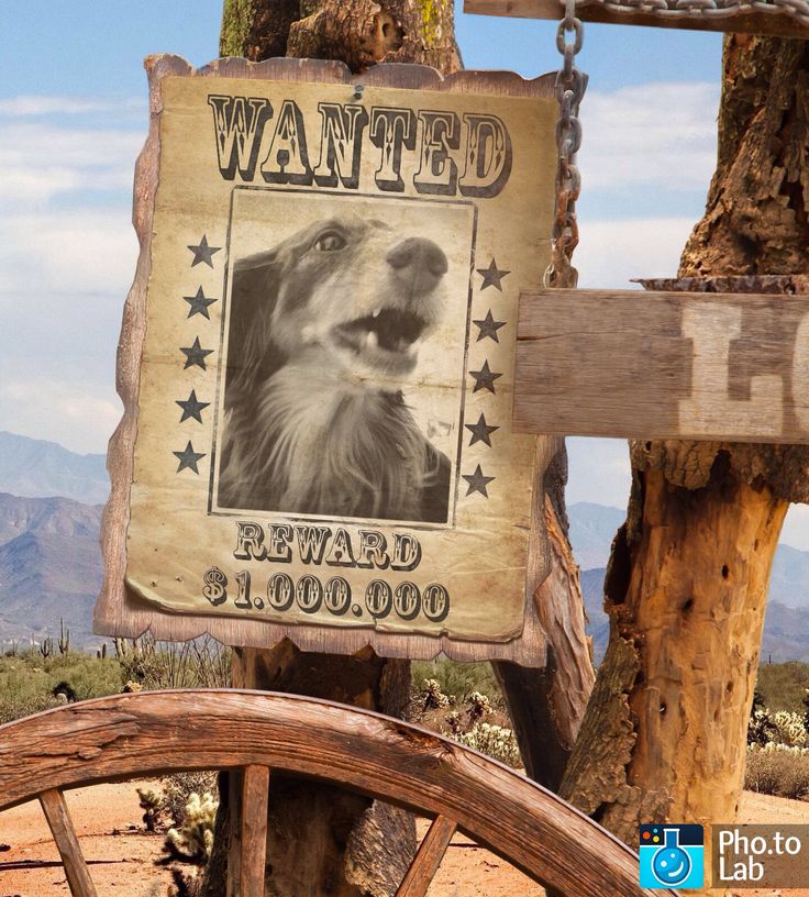 The 25+ best Wanted poster generator ideas on Pinterest Poster - free wanted poster template The 25+ best Wanted poster generator ideas on Pinterest Poster - free wanted poster template