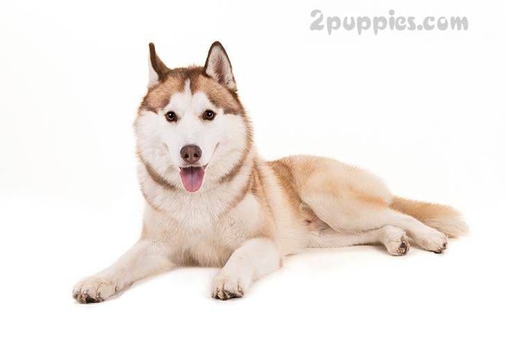 Arctic Dog Breeds Dog Breeds Siberian Husky Dog Husky