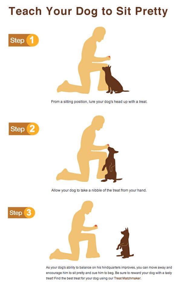 Training A Dog To Sit Without Treats Training A Dog To Sit Without Treats