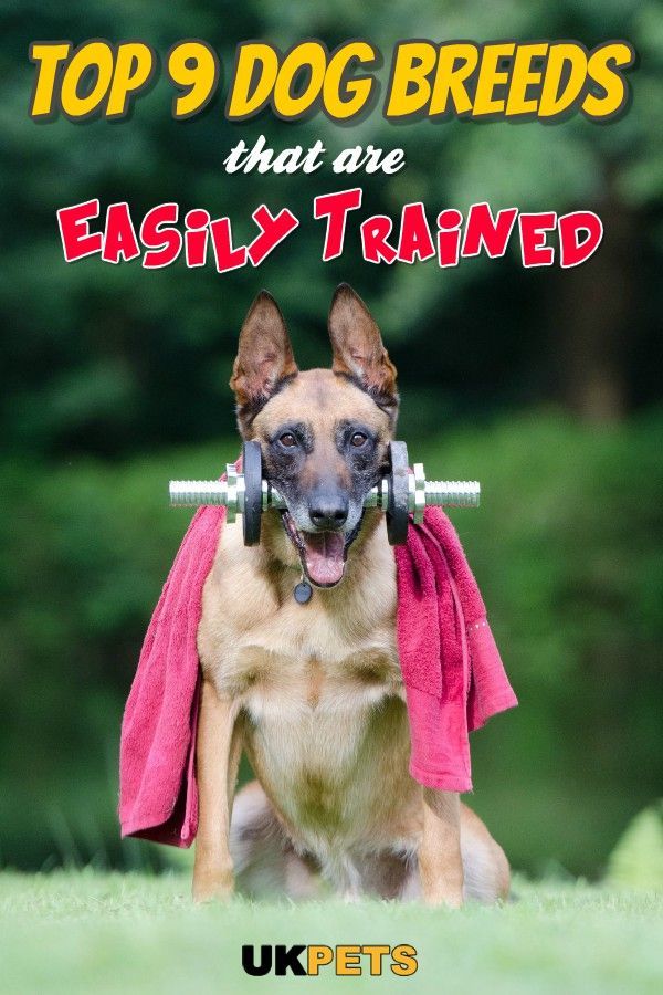 Intelligence Easy To Train Not Really Dog Breeds That Are