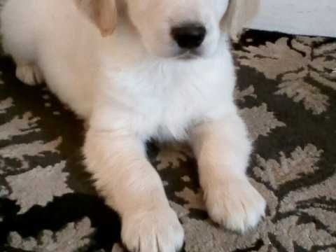 Kc Reg Golden Retriever Puppies Rottweiler Puppies Puppies