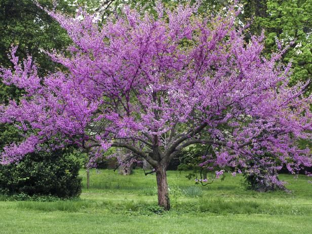 Best 25 Purple Flowering Tree Ideas On Pinterest Ground 12 Great Patio Trees