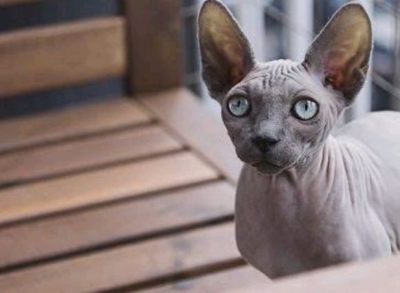 Rana Isik Yilmaz Adli Kullanicinin Sphynx Cat Panosundaki Pin Sevimli Kediler Kediler Ve Yavrulari Sphynx Kedisi Rana Isik Yilmaz Adli Kullanicinin Sphynx Cat Panosundaki Pin Sevimli Kediler Kediler Ve Yavrulari Sphynx Kedisi