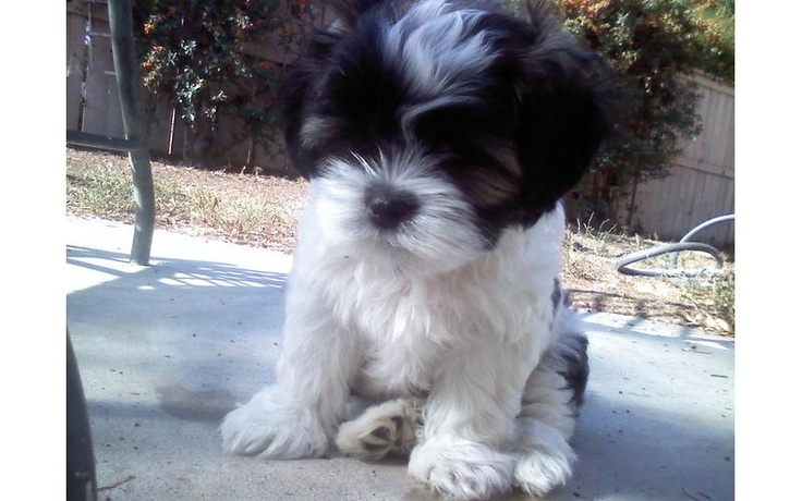 what is a maltese shih tzu mix called best 25 shih tzu maltese mix ideas on maltese shih tzu shih tzu mix and what is a maltese shih tzu mix called best 25 shih tzu maltese mix ideas on maltese shih tzu shih tzu mix and