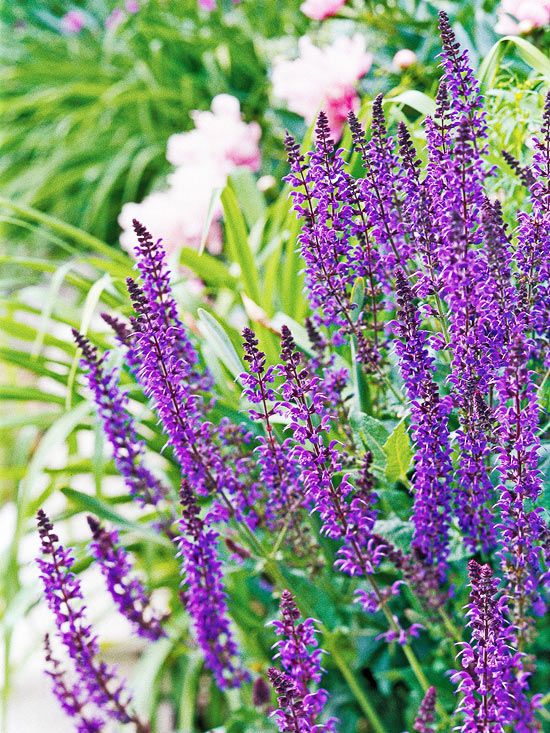 205 best plant identification images on pinterest shadow 205 best plant identification images on pinterest shadow