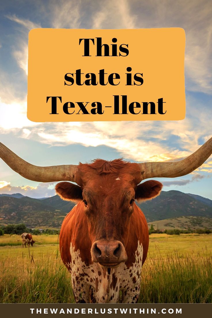 101+ Best Texas Quotes and Texas Instagram Captions for the Lone Star