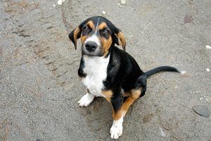 California Company Caught Using Recycled Pets In Dog Food California Company Caught Using Recycled Pets In Dog Food