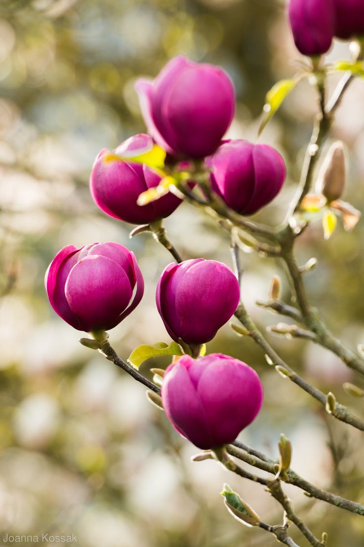 23 Best Magnolia Images On Pinterest Trees Magnolias And Magnolia Black Tulip Jurmag1 Joanna Kossak
