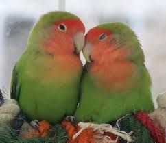 Kingdom Of Pet Our Female Lovebird Laid Eggs Birds Pet Birds