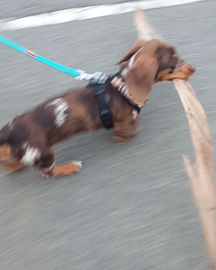 Found A Piece Of Bark Dachshund Dogsofinstagram Dogs