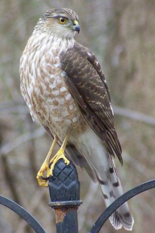 21 best coopers hawk images on pinterest birds of prey 21 best coopers hawk images on pinterest birds of prey
