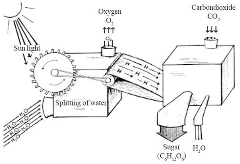 Photosynthesis homework help