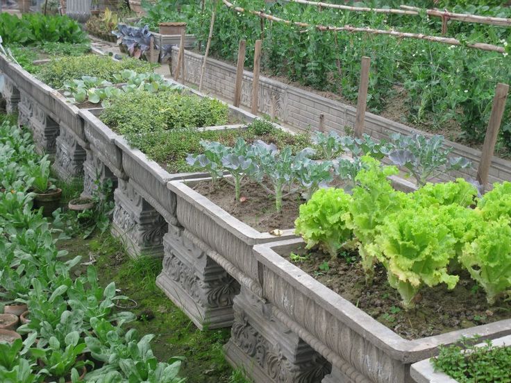 24 best veggie garden images on Pinterest container ve able gardening arizona