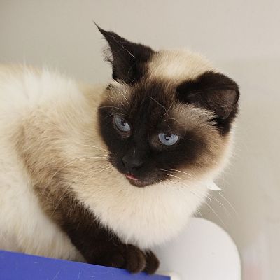 Pin on kittens/cats
