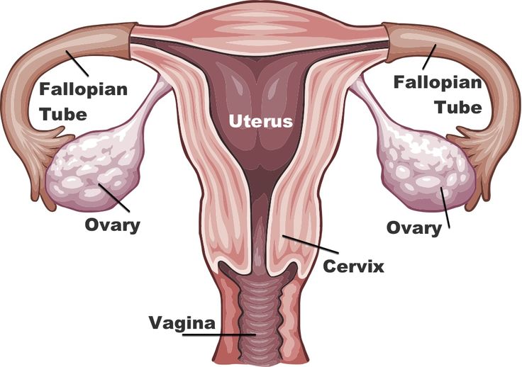 Natural Cures For Ovarian Cancer Natural Cures For Ovarian Cancer