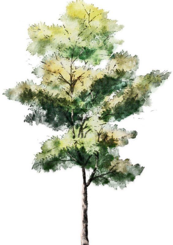 Architecture Drawing Trees 222 best architectural sketches images on pinterest | drawings Architecture Drawing Trees 222 best architectural sketches images on pinterest | drawings