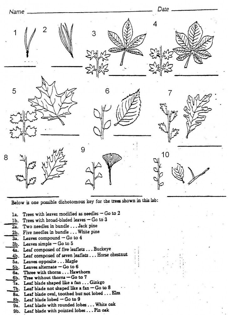 Worksheet Examples Of Dichotomous Keys best 25 dichotomous key ideas on pinterest life science plants 7 leaf tree id review keys activity