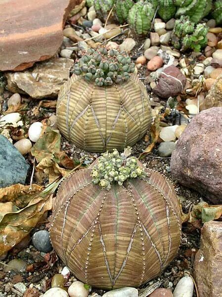 Donkey spurge rash