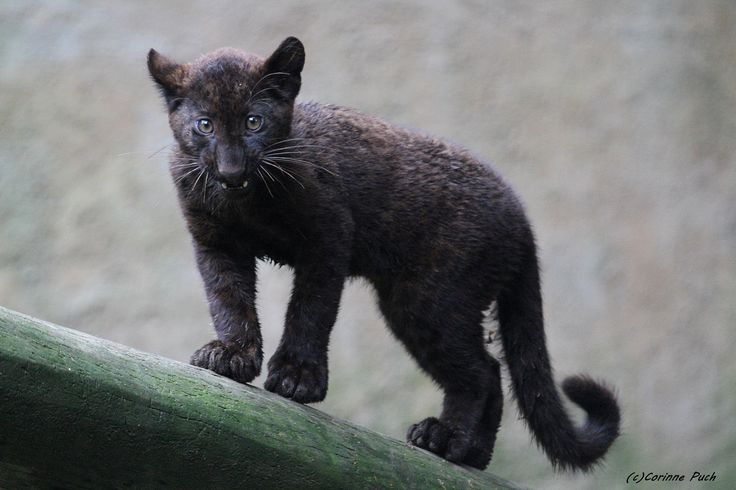 Bebe Panthere Noire Wild Cats Animals Panther Bebe Panthere Noire Wild Cats Animals Panther