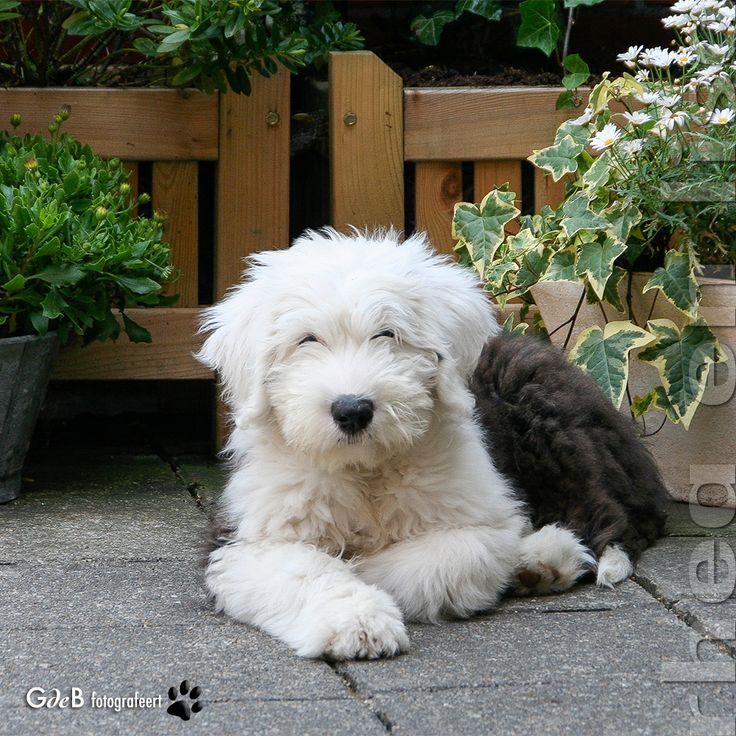 sheep doodle puppy 36 best sheepadoodle images on doggies puppies and cattle dogs sheep doodle puppy 36 best sheepadoodle images on doggies puppies and cattle dogs