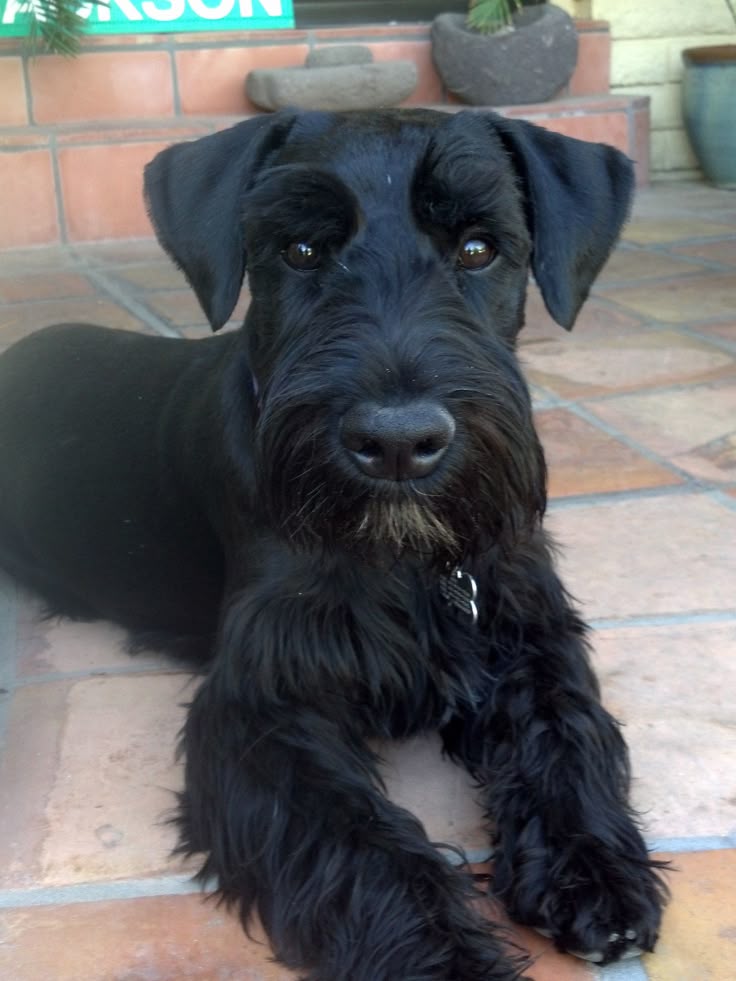 standard schnauzer puppies best 25 standard schnauzer ideas on mini schnauzer schnauzer and standard schnauzer puppies best 25 standard schnauzer ideas on mini schnauzer schnauzer and