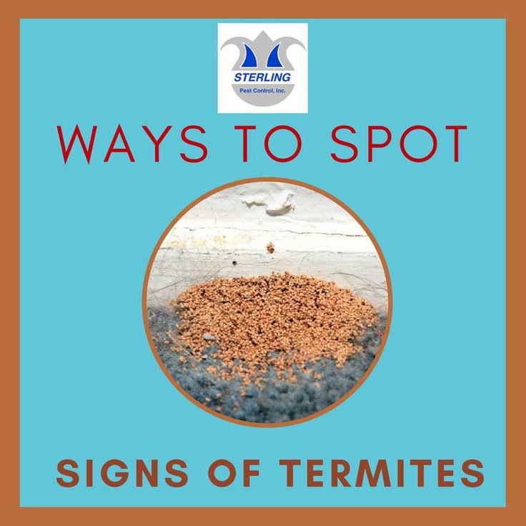 8 Ways To Spot Warning Signs In An Dating Profile 7 best termite pestout pest pestout images 8 Ways To Spot Warning Signs In An Dating Profile 7 best termite pestout pest pestout images