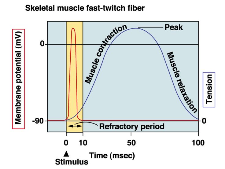 cardiac action potential refractory period - Google Search | Refractory